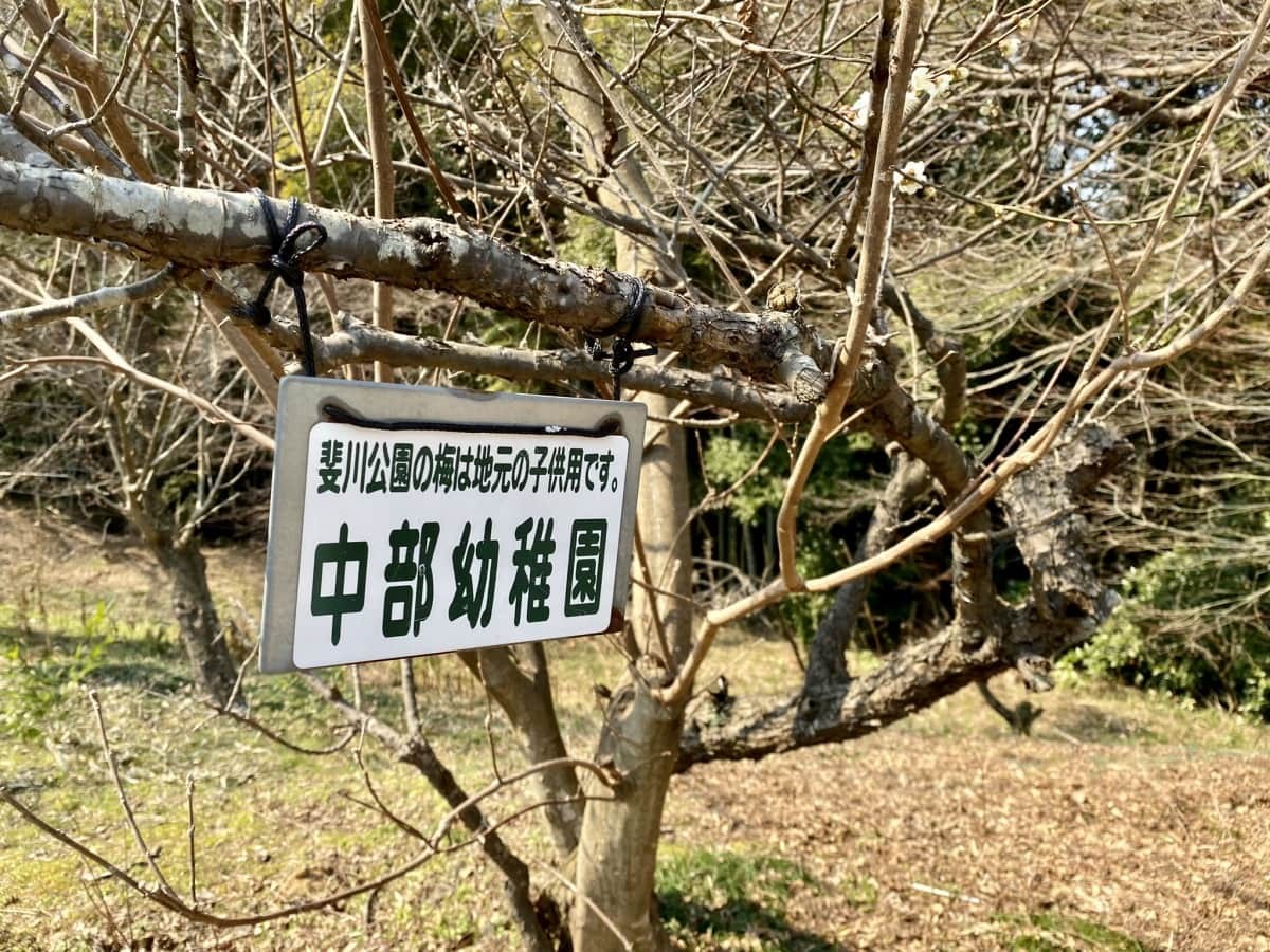 島根県出雲市にある梅スポット『斐川公園』の園内の様子