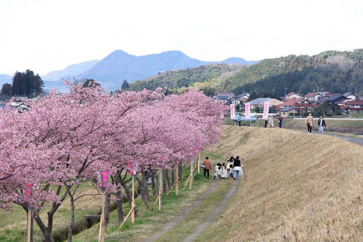 島根県雲南市大東町の桜スポット『赤川河津桜』の開花時の様子