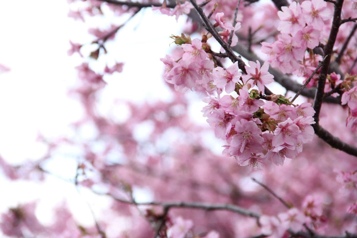 島根県雲南市大東町の桜スポット『赤川河津桜』の開花時の様子