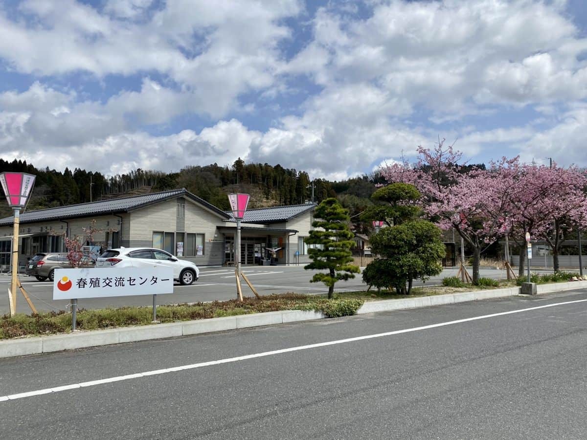 島根県雲南市大東町の桜スポット『赤川河津桜』の駐車場