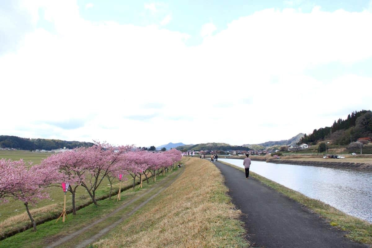 島根県雲南市大東町の桜スポット『赤川河津桜』の開花時の様子