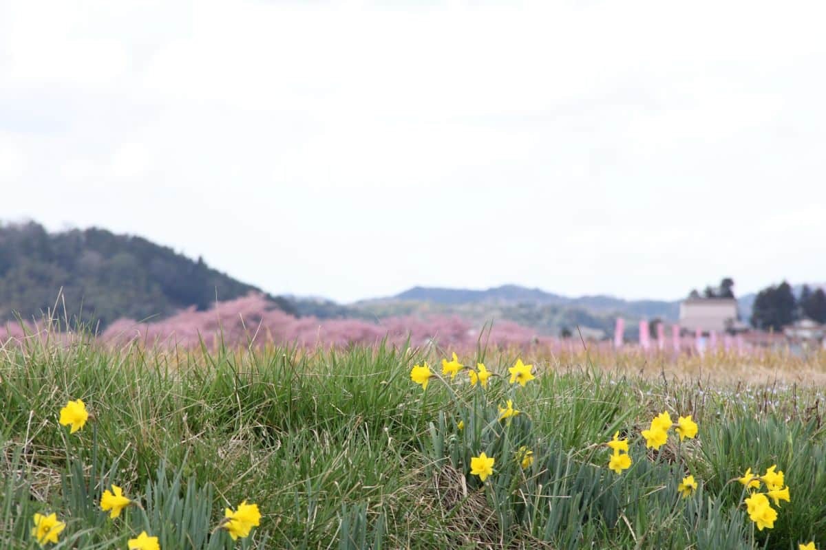 島根県雲南市大東町の桜スポット『赤川河津桜』の開花時の様子