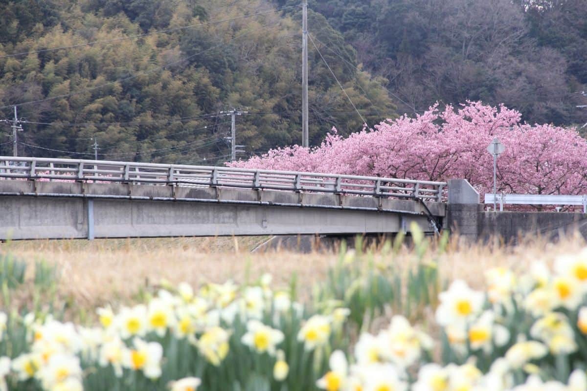 島根県雲南市大東町の桜スポット『赤川河津桜』の開花時の様子