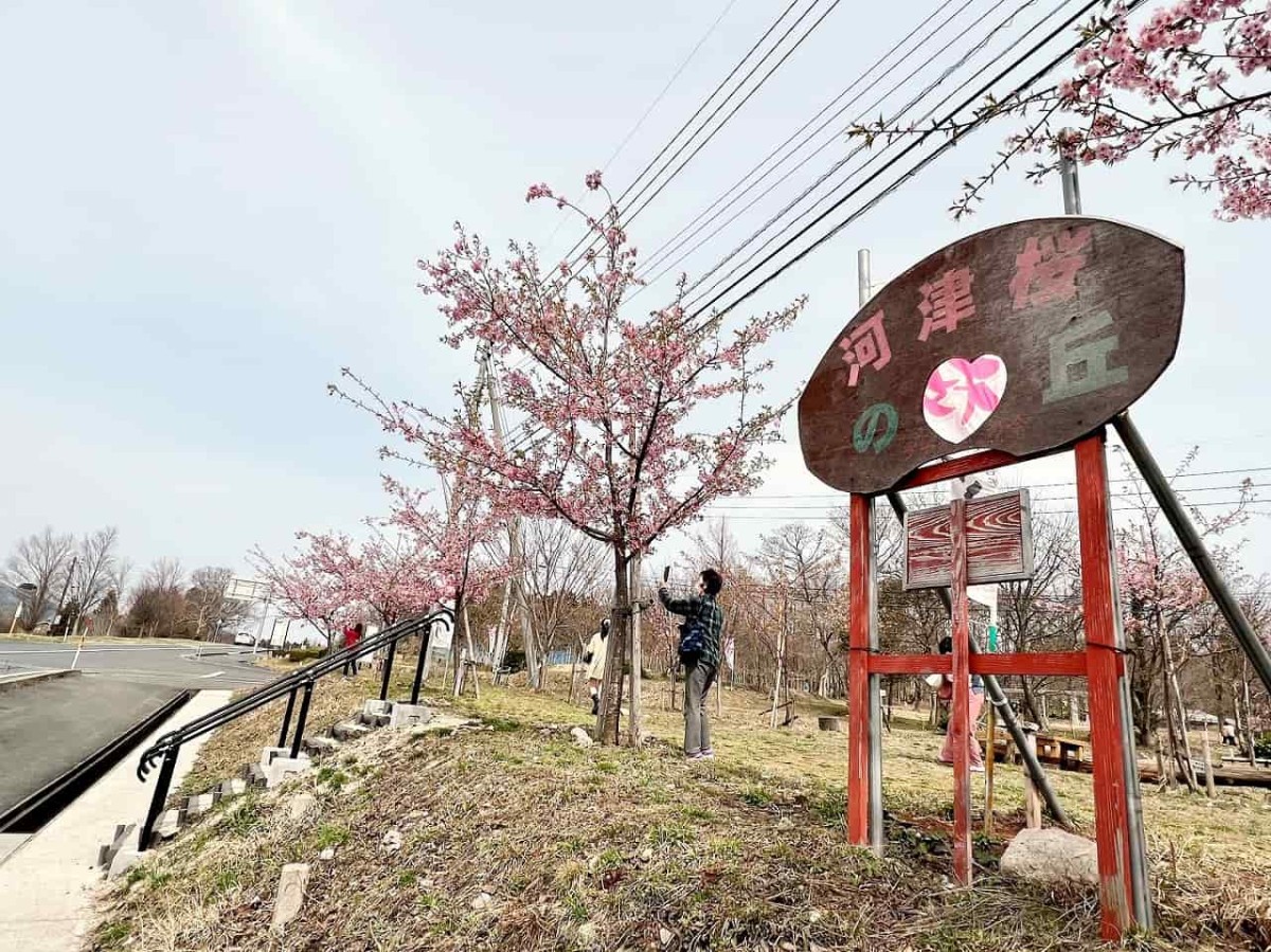 鳥取県西伯郡伯耆町の『大山ガーデンプレイス』向かい「交流の森」の様子