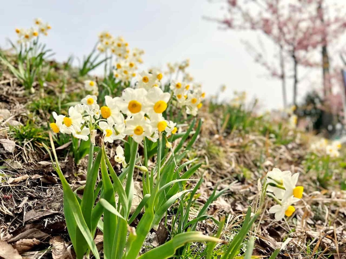 鳥取県西伯郡伯耆町の『大山ガーデンプレイス』向かい「交流の森」の様子