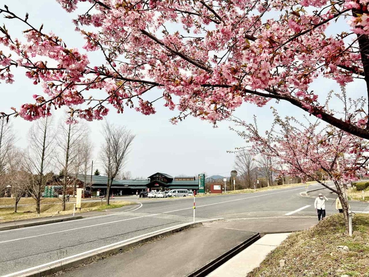 鳥取県西伯郡伯耆町の『大山ガーデンプレイス』向かい「交流の森」の様子