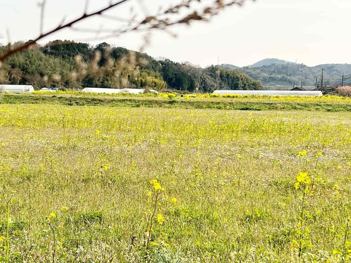 鳥取県西伯郡伯耆町の岸本駅周辺で見られる菜の花畑の様子