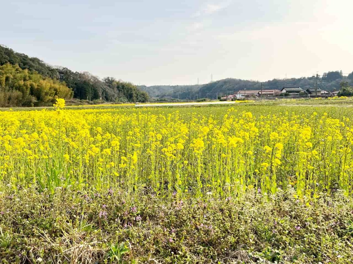 鳥取県西伯郡伯耆町の岸本駅周辺で見られる菜の花畑の様子