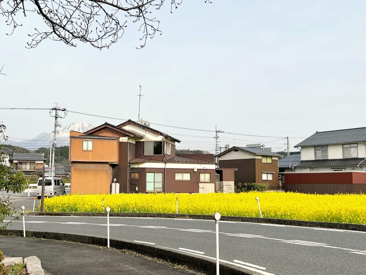 鳥取県西伯郡伯耆町の岸本駅周辺で見られる菜の花畑の様子