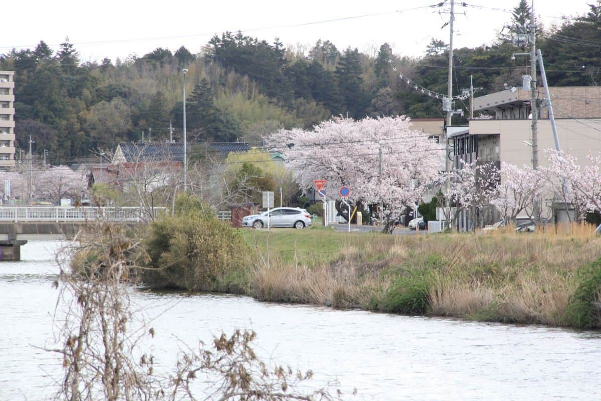 島根県松江市の朝酌川沿いに咲く桜の様子