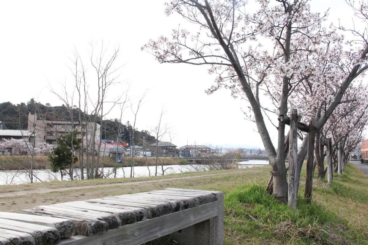 島根県松江市の朝酌川沿いに咲く桜の様子