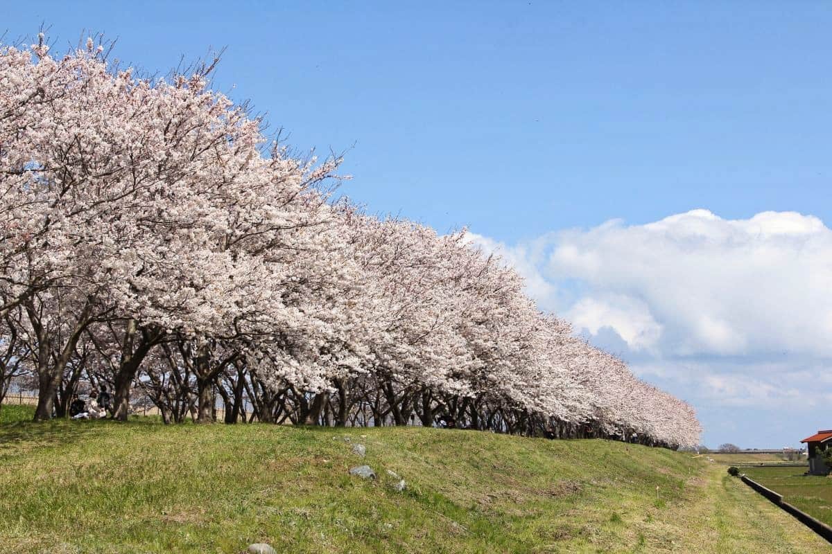 鳥取県日吉津村にある桜の名所『桜堤』の桜開花時の様子