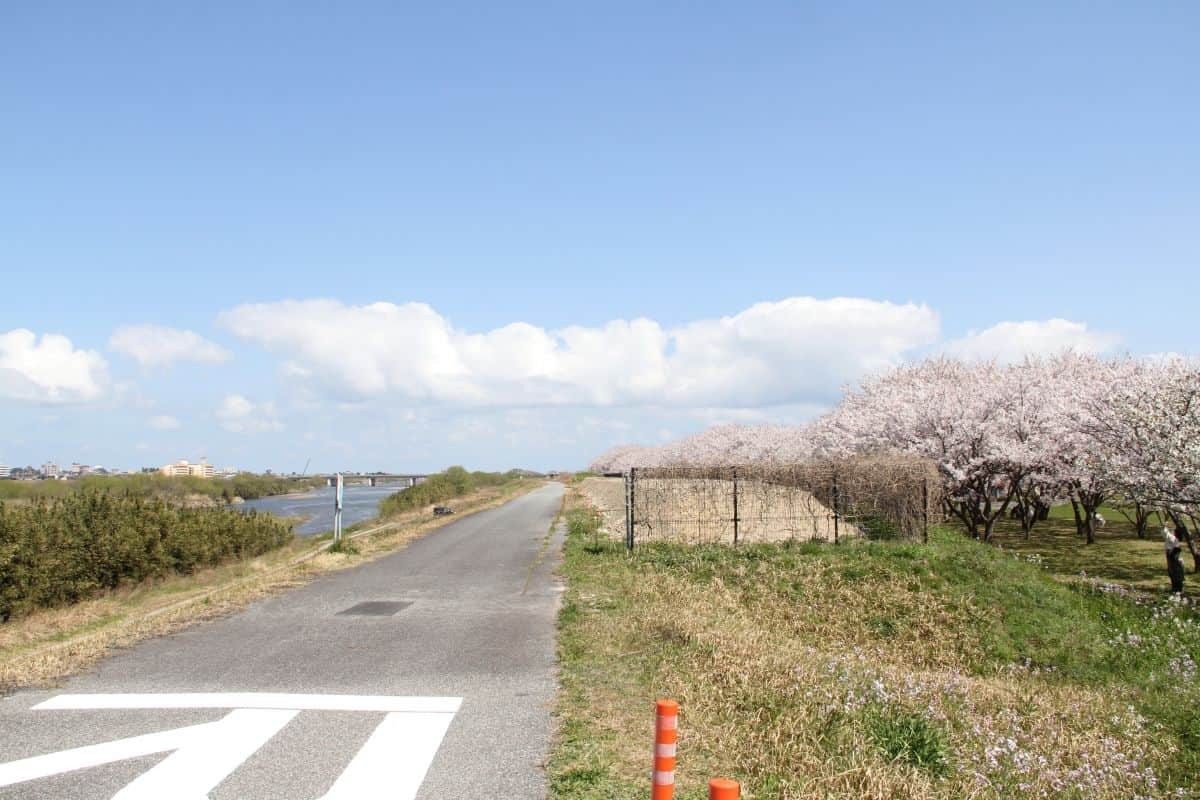 鳥取県日吉津村にある桜の名所『桜堤』の桜開花時の様子