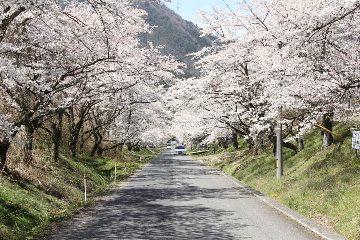 島根県邑南町中野にある超穴場の桜のお花見スポット「桜のトンネル」の開花時の様子