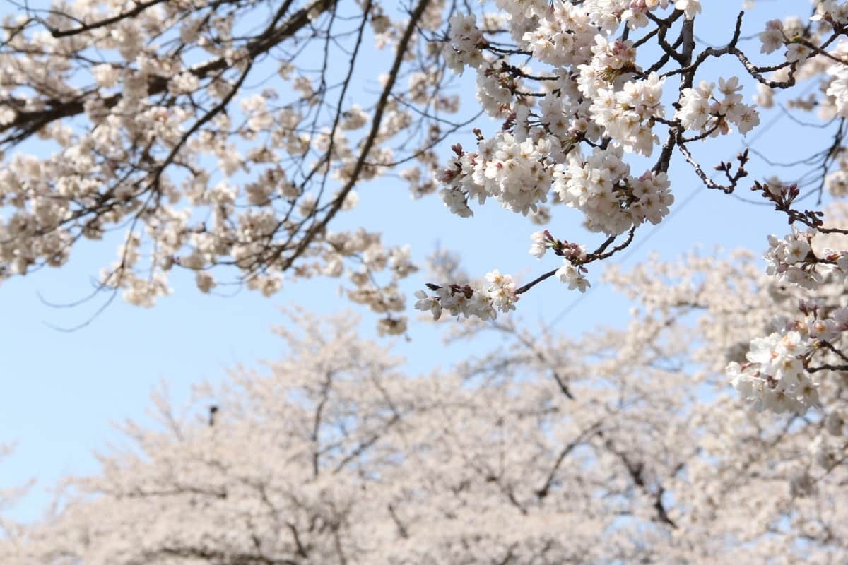 島根県邑南町中野にある超穴場の桜のお花見スポット「桜のトンネル」の開花時の様子