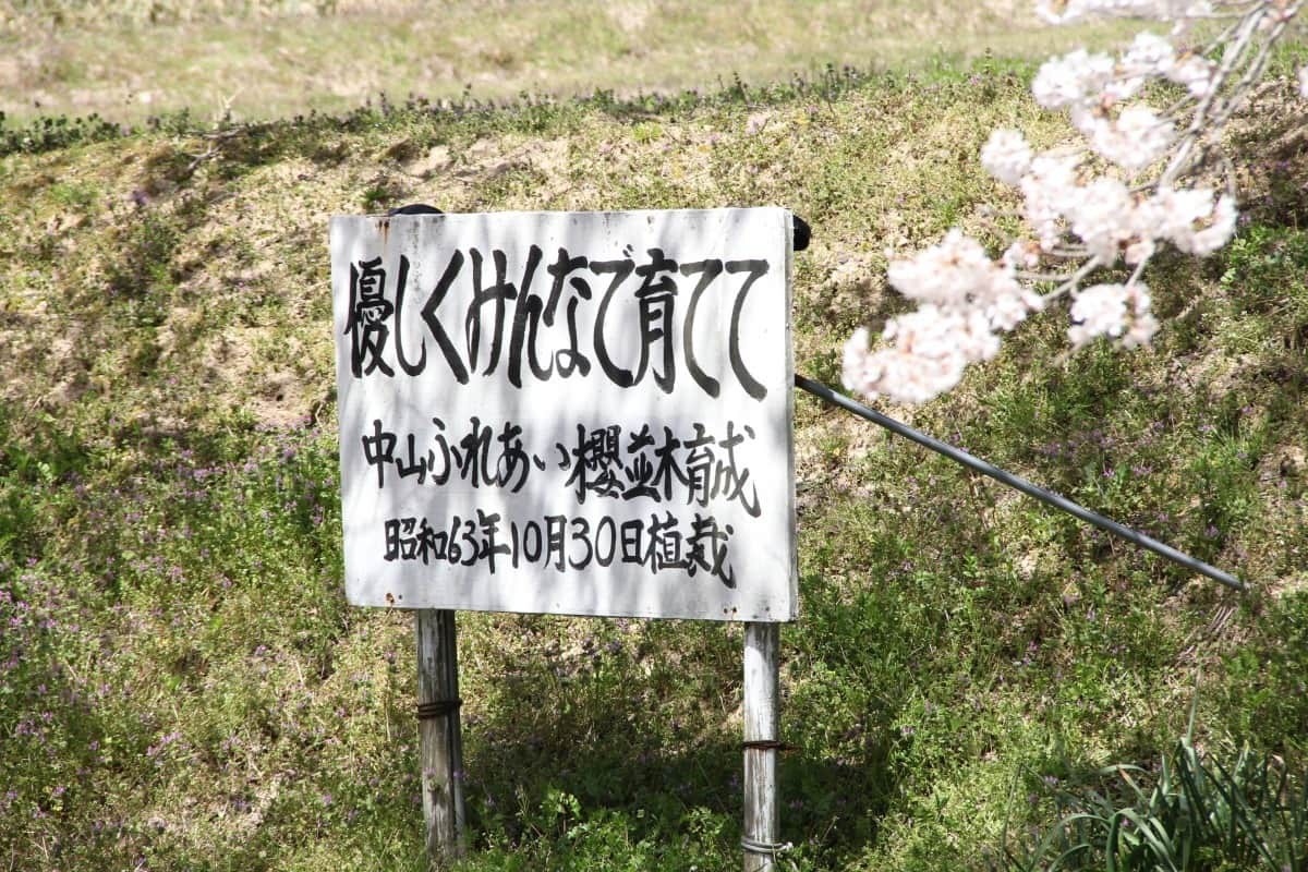 島根県邑南町中野にある超穴場の桜のお花見スポット「桜のトンネル」の開花時の様子