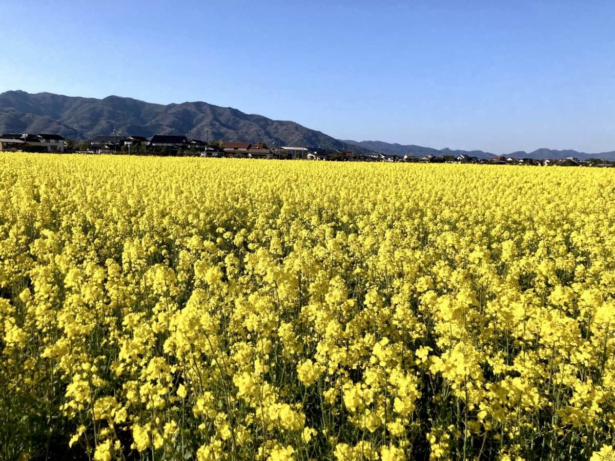 島根県出雲市斐川町の菜の花畑の様子