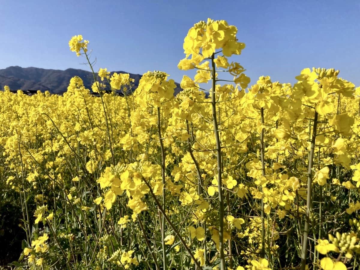 島根県出雲市斐川町の菜の花畑の様子