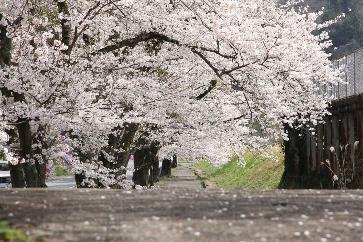 島根県美郷町のお花見スポット『旧潮駅の桜のトンネル』の開花時の様子