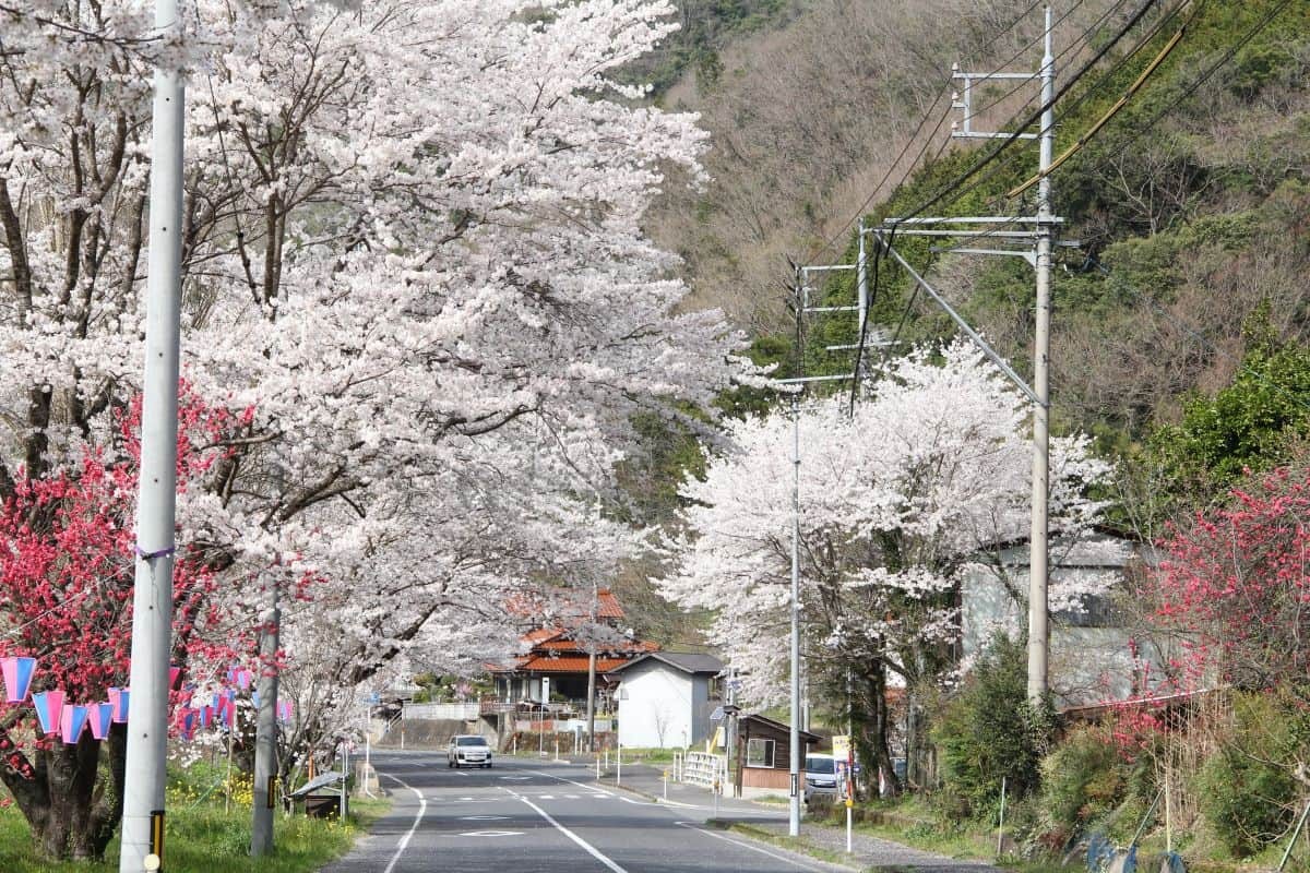 島根県美郷町のお花見スポット『旧潮駅の桜のトンネル』の開花時の様子