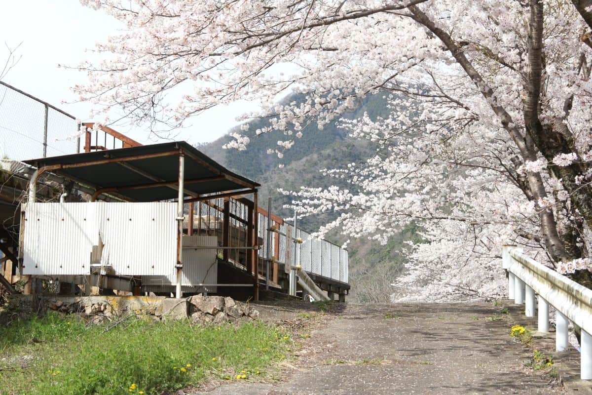 島根県美郷町のお花見スポット『旧潮駅の桜のトンネル』の開花時の様子