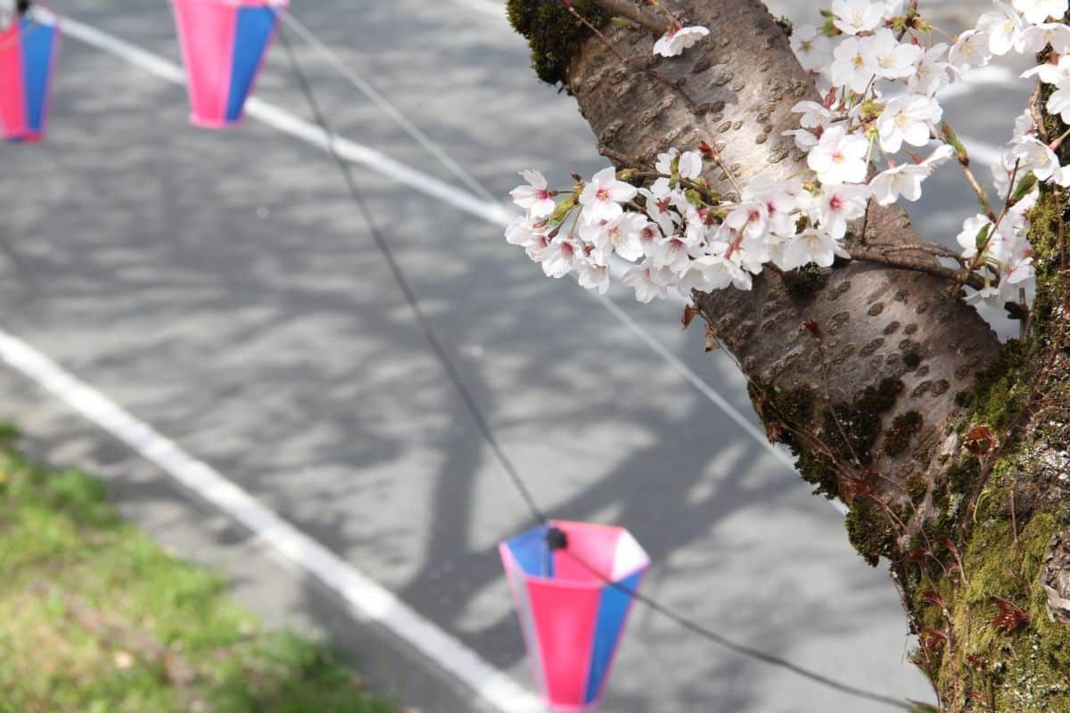 島根県美郷町のお花見スポット『旧潮駅の桜のトンネル』の開花時の様子