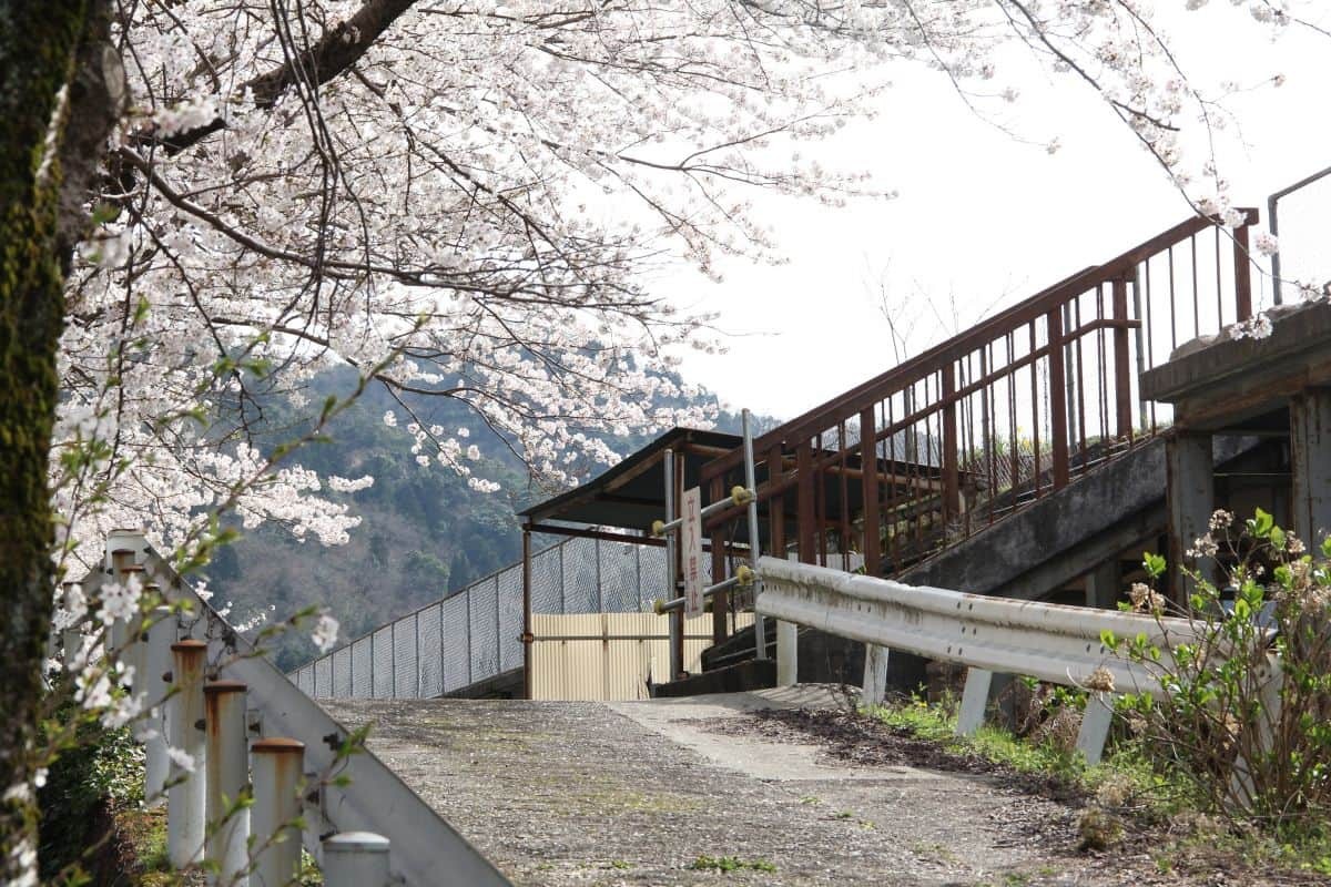 島根県美郷町のお花見スポット『旧潮駅の桜のトンネル』の開花時の様子