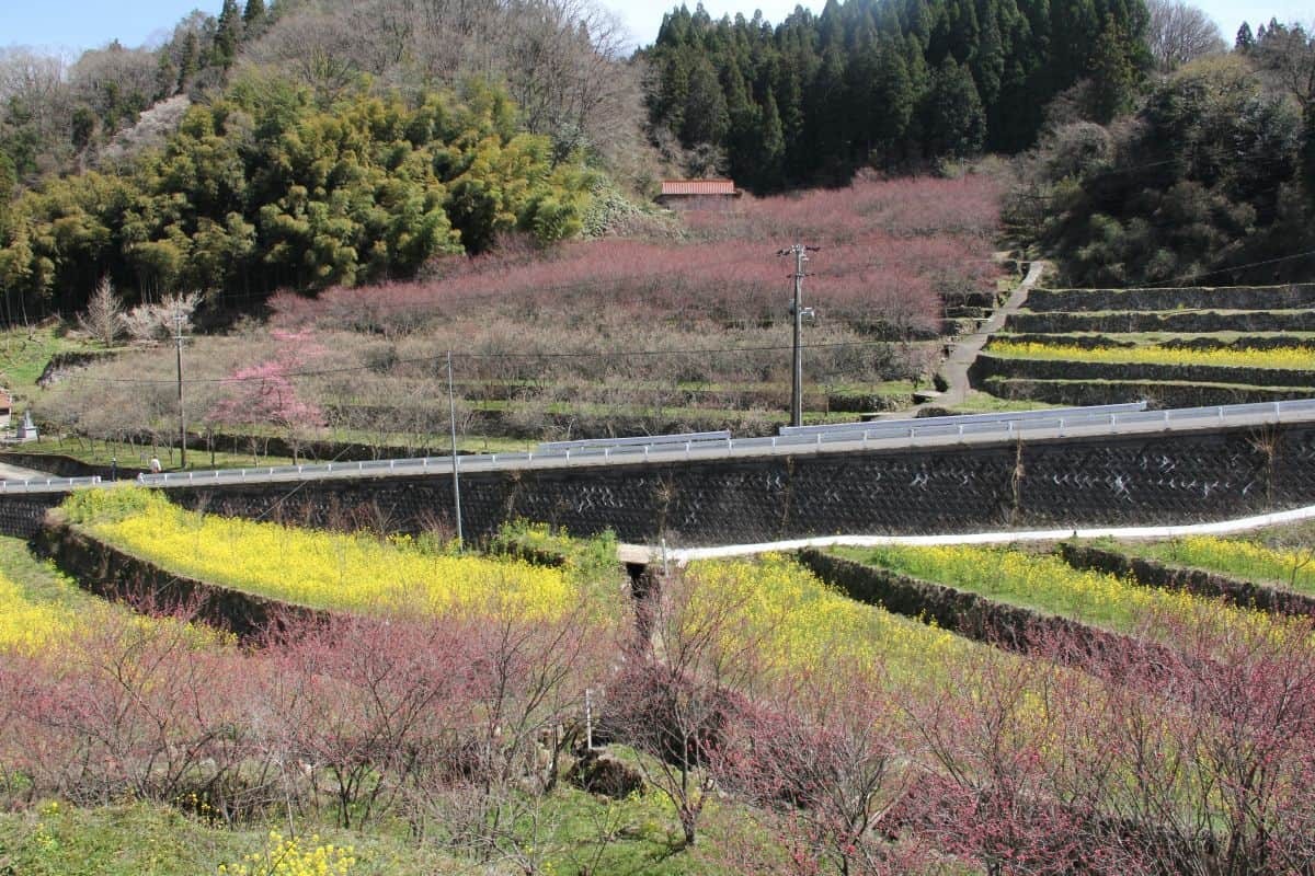 島根県邑南町の絶景フラワースポット「天国に一番近い里・川角集落の花桃」の現地の様子