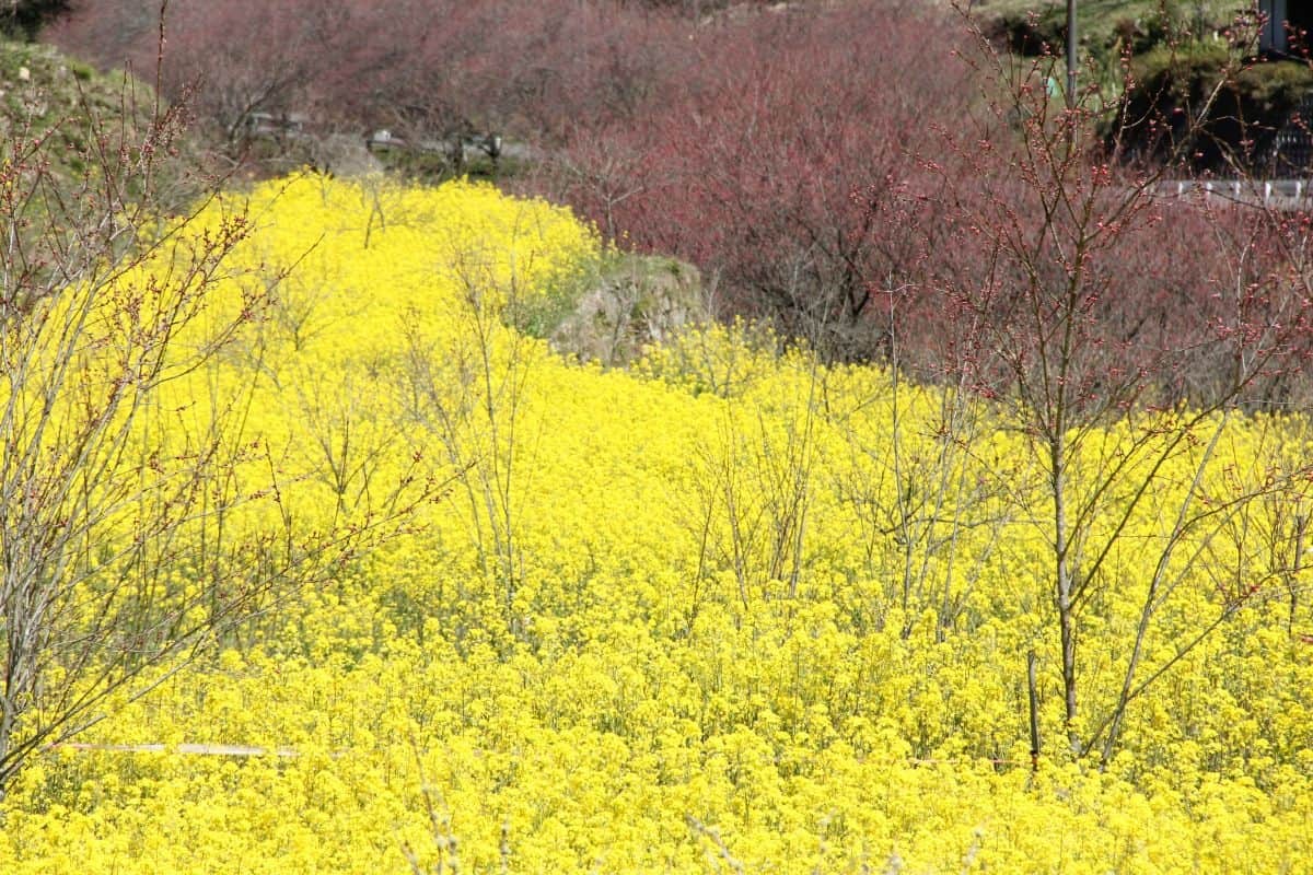 島根県邑南町の絶景フラワースポット「天国に一番近い里・川角集落の花桃」の現地の様子