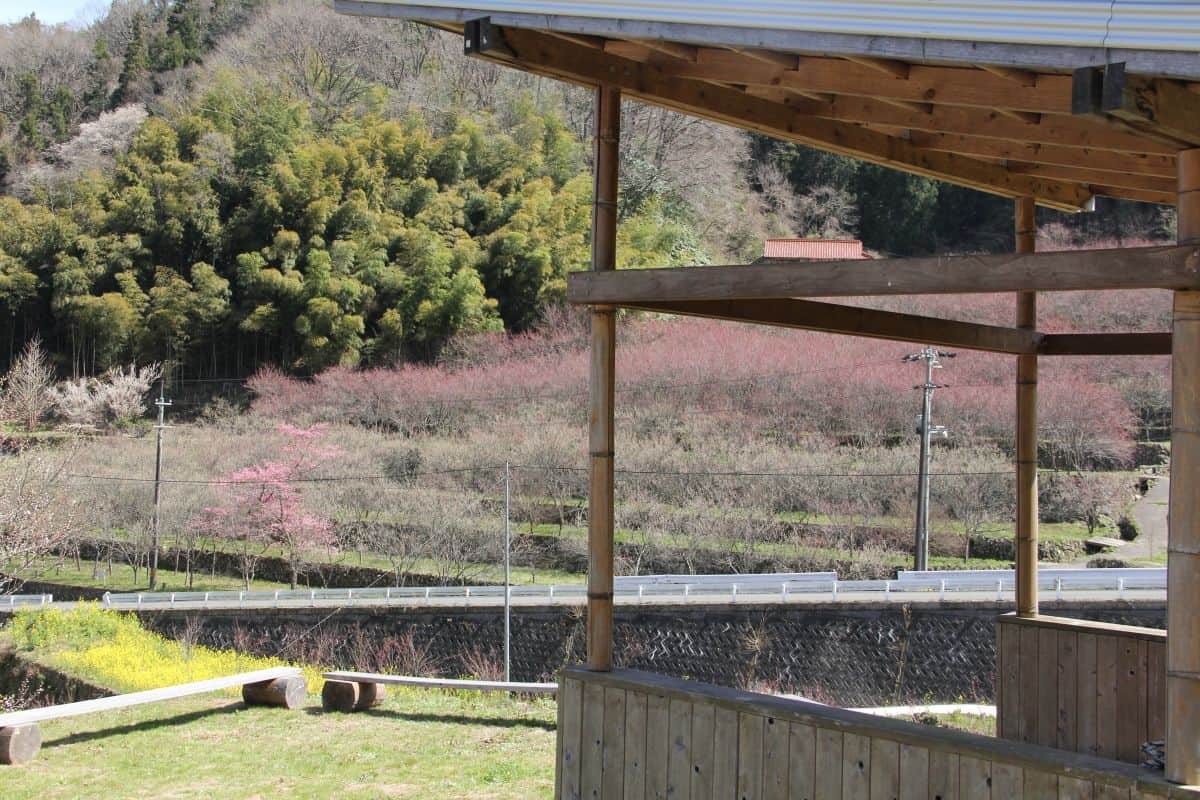 島根県邑南町の絶景フラワースポット「天国に一番近い里・川角集落の花桃」の現地の様子