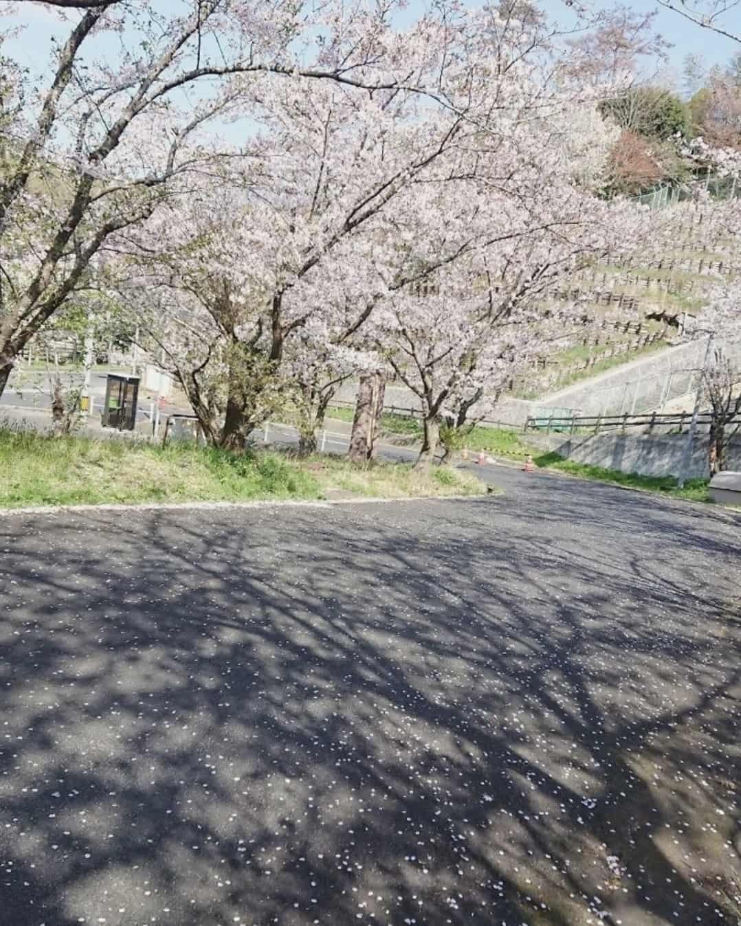 島根県出雲市の『愛宕山公園』の様子