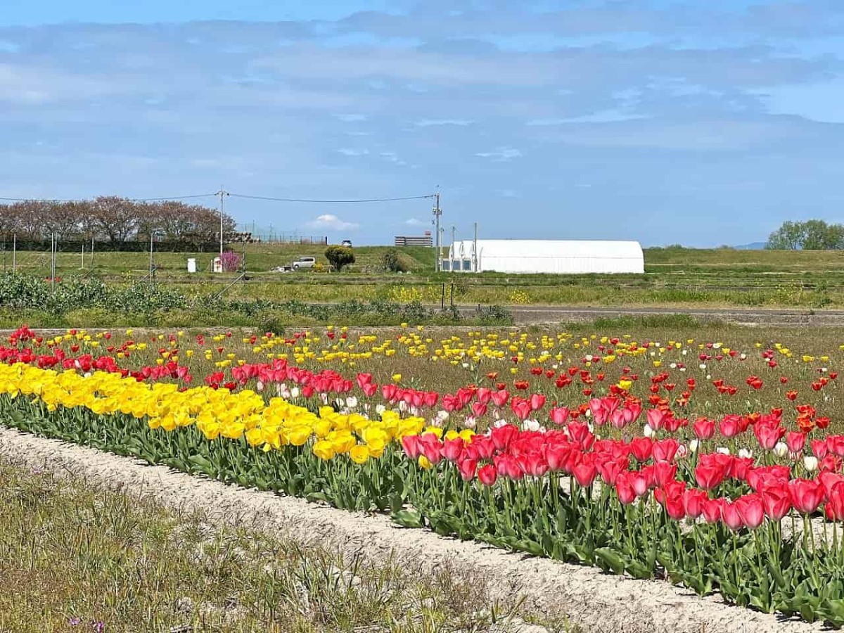 鳥取県西伯郡日吉津村で見られるチューリップ畑の様子