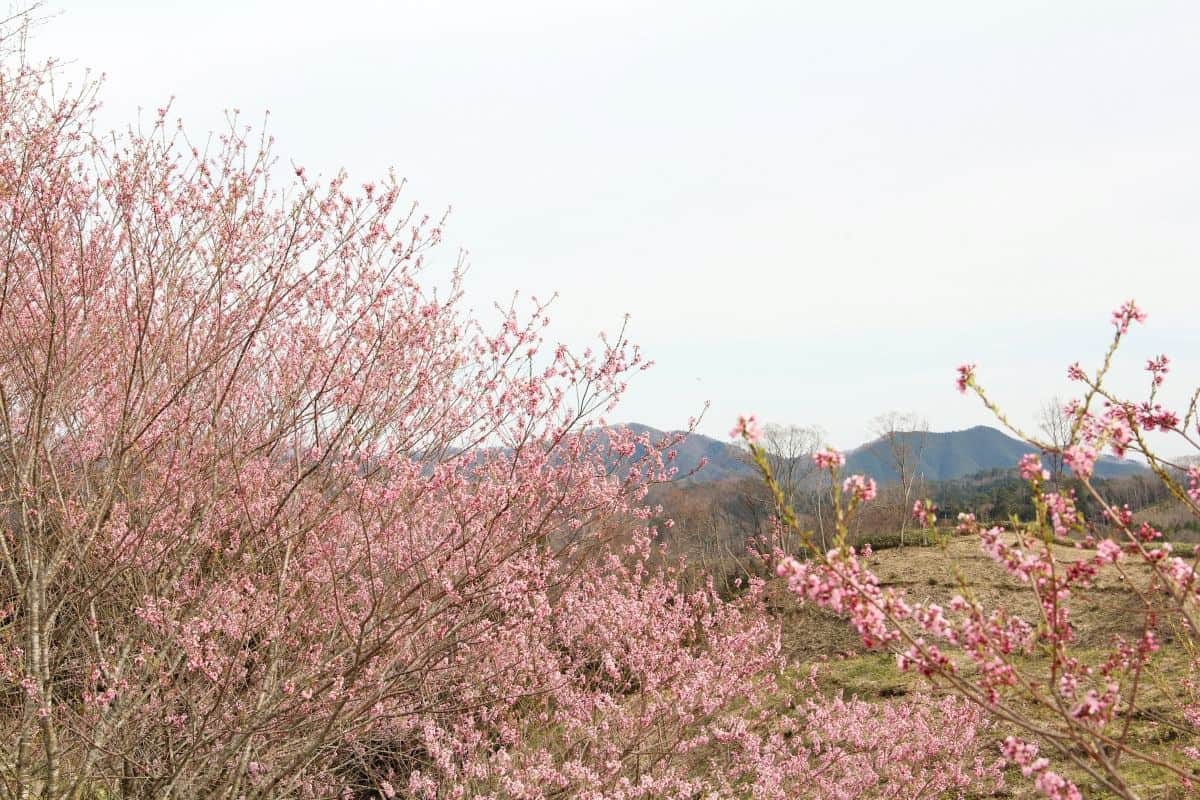 島根県大田市・三瓶山の穴場的な桜スポット「三瓶山の山桜」の現地の様子