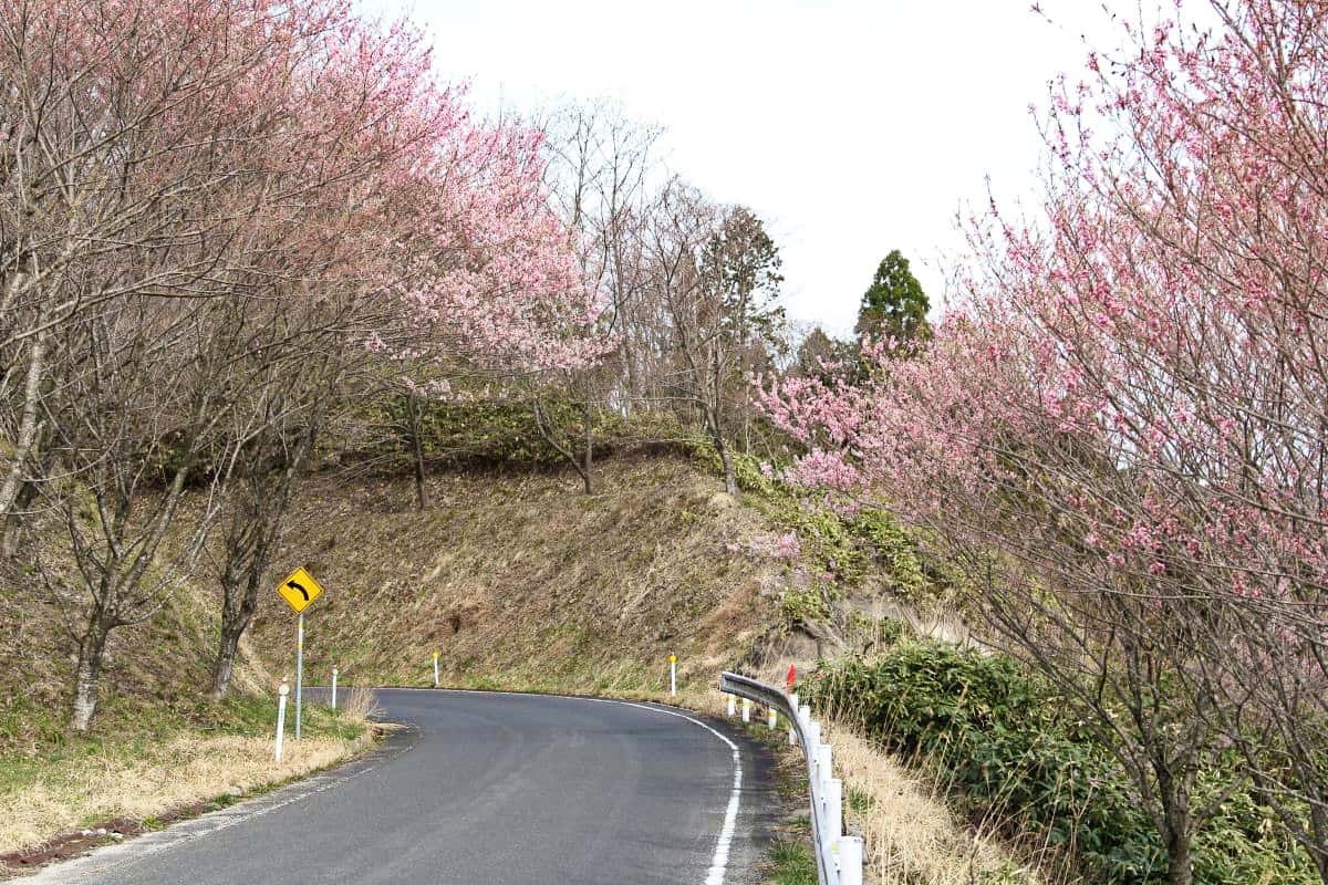 島根県大田市・三瓶山の穴場的な桜スポット「三瓶山の山桜」の現地の様子