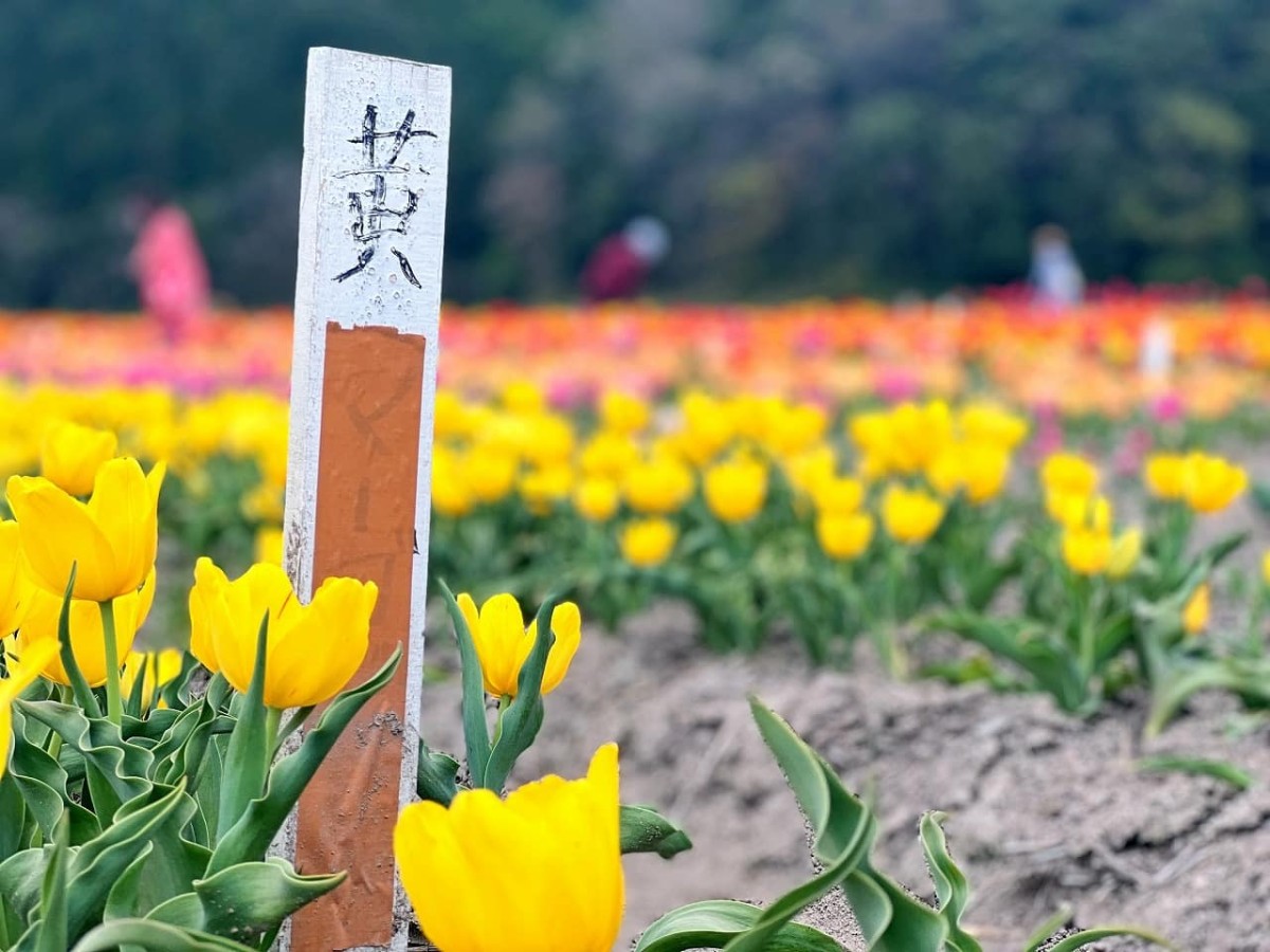 島根県安来市伯太町の「チューリップまつり」の現地の様子