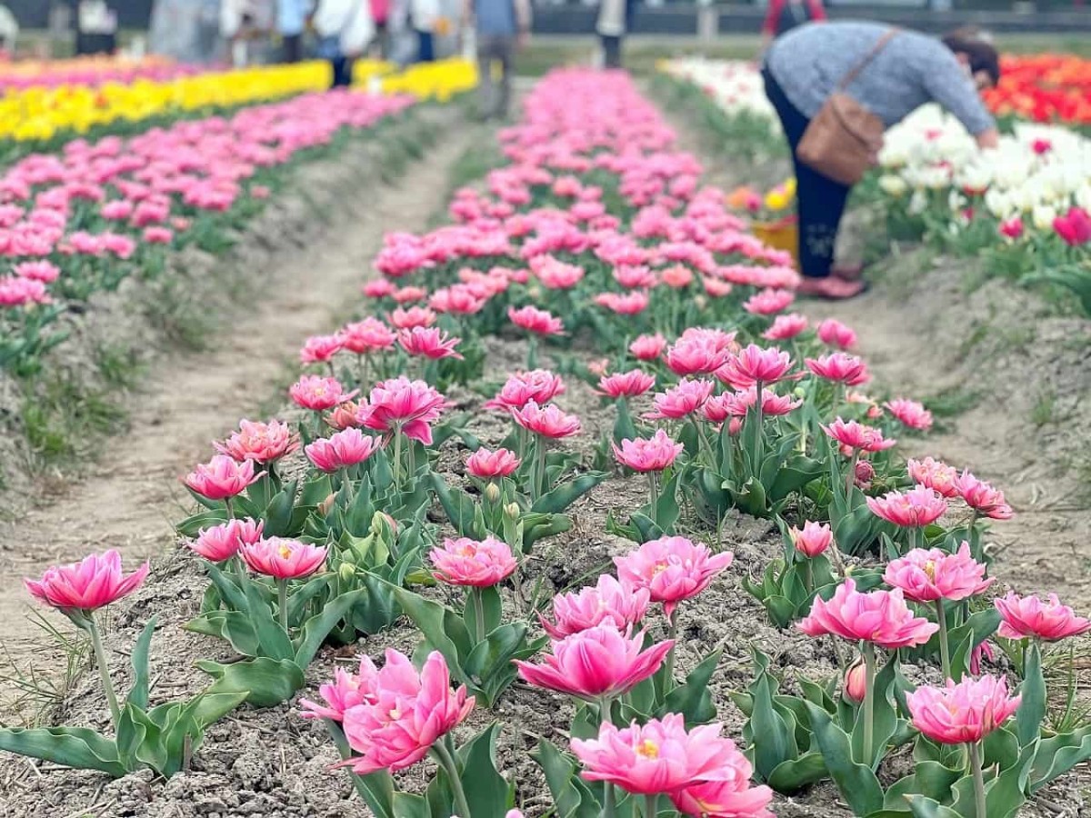 島根県安来市伯太町のチューリップ畑の様子