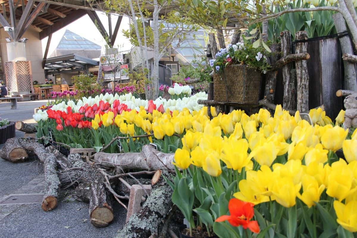 鳥取県南部町のフラワーパーク『とっとり花回廊』のチューリップの開花の様子