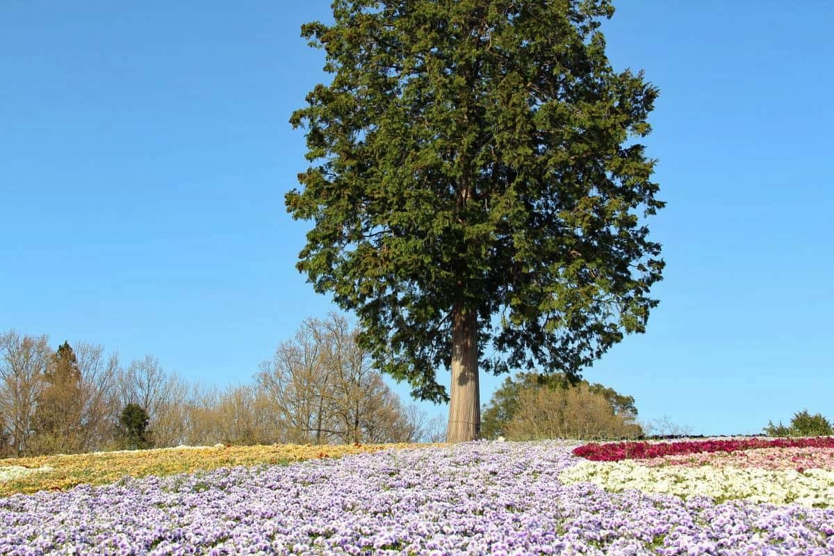 鳥取県南部町のフラワーパーク『とっとり花回廊』の花の丘