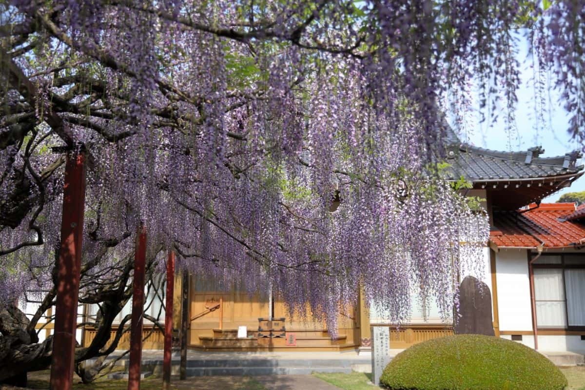 鳥取県大山町の藤の花の名所『住雲寺（じゅううんじ）』の藤棚