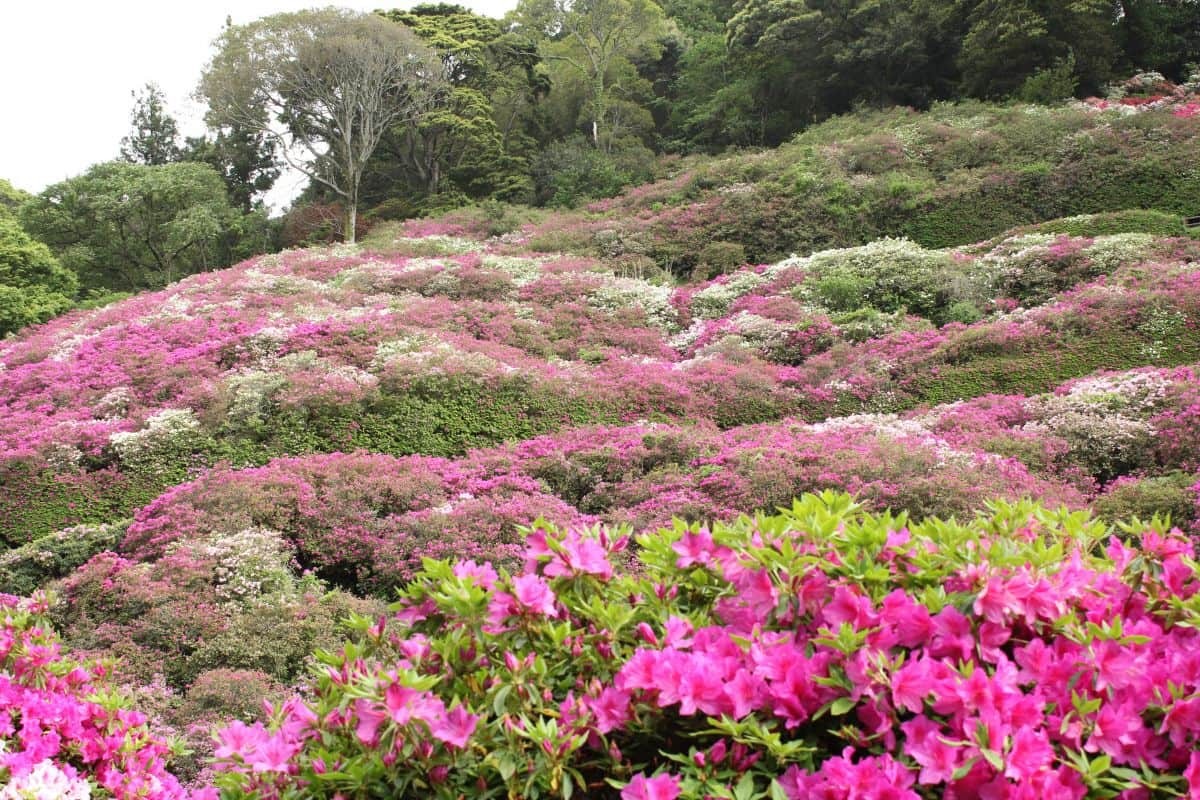 島根県浜田市にあるツツジの名所『三隅公園』の開花中の様子