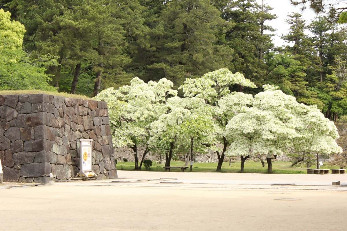 島根県松江市の観光名所『国宝・松江城』に咲き誇るなんじゃもんじゃの木