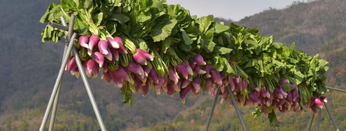 島根県の伝統野菜の「津田かぶ」