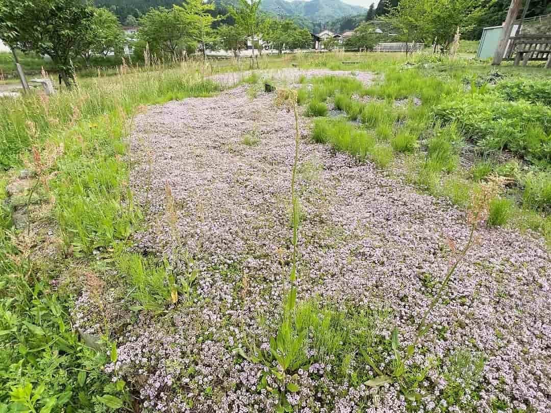 島根県飯石郡飯南町の『赤名ふれあい公園』の様子