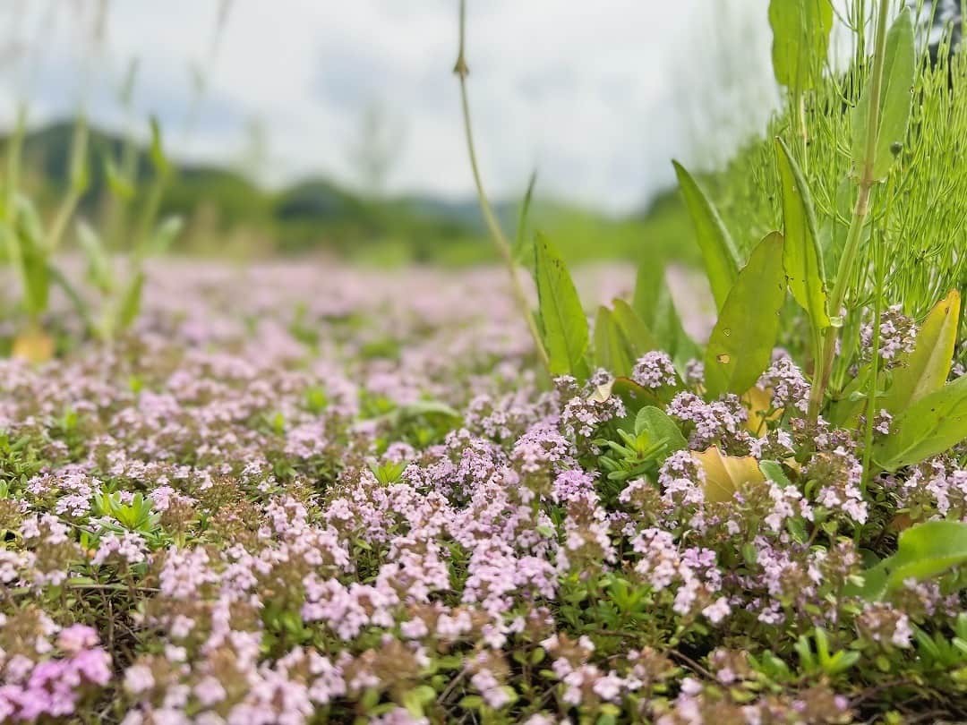 島根県飯石郡飯南町の『赤名ふれあい公園』の様子