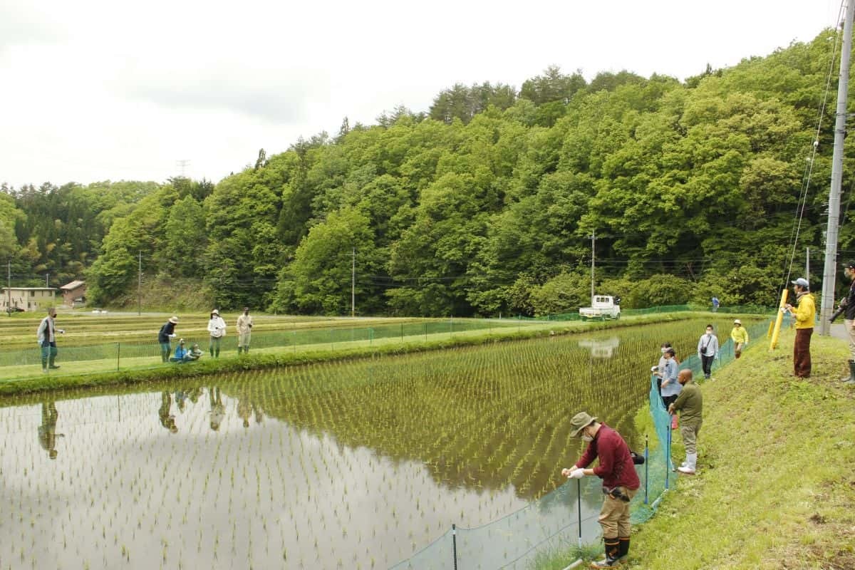 飯南町で行われているアイガモ農法の田んぼ