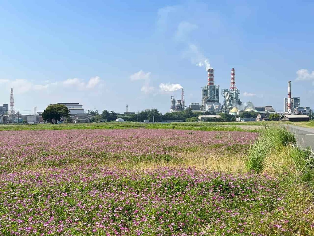 鳥取県西伯郡日吉津村で見られるれんげ畑の様子