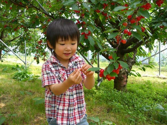 島根県邑南町の観光農園『石見雲海農園』で6月に開催される「さくらんぼ狩り」の様子