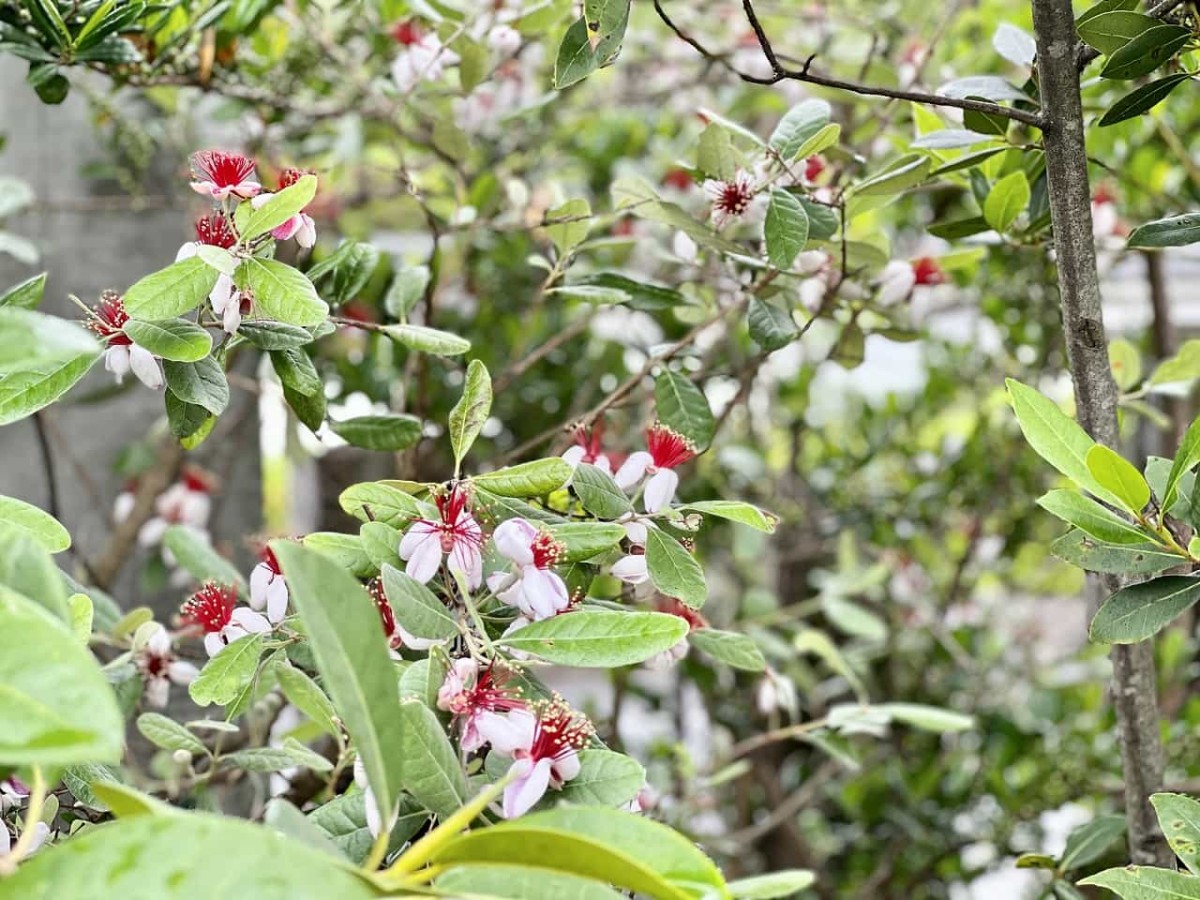 鳥取県米子市にある『本池美術館』に咲いている花の様子