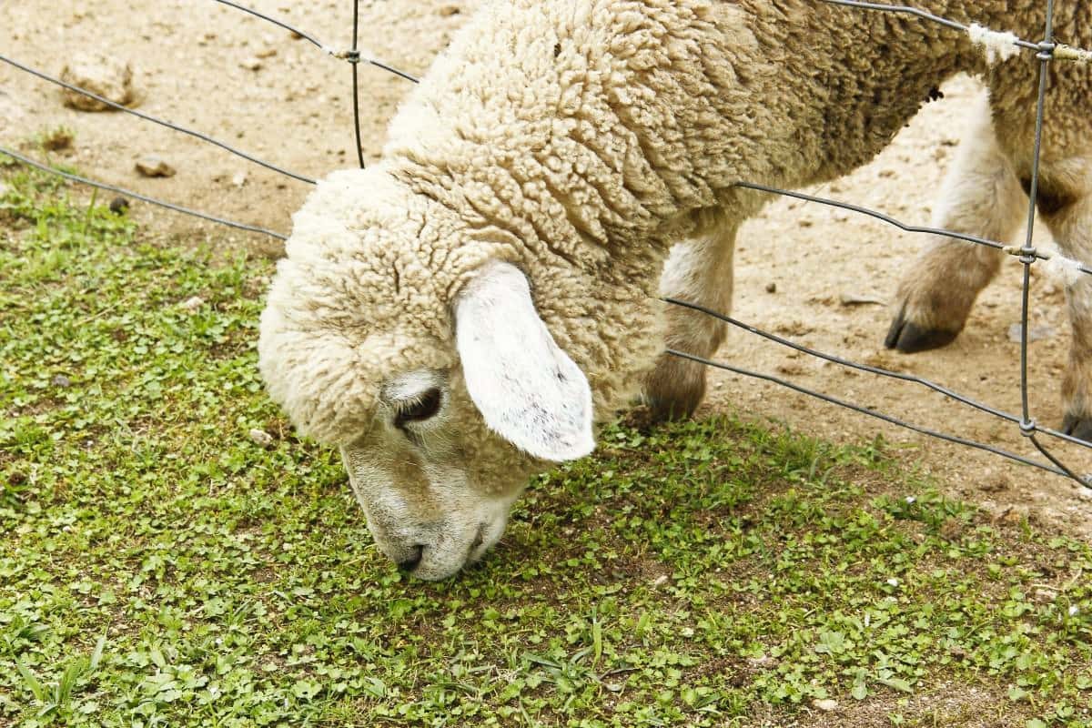 島根県出雲市佐田町にある子連れお出かけスポット『飯の原農村公園 吉栗の郷』の羊