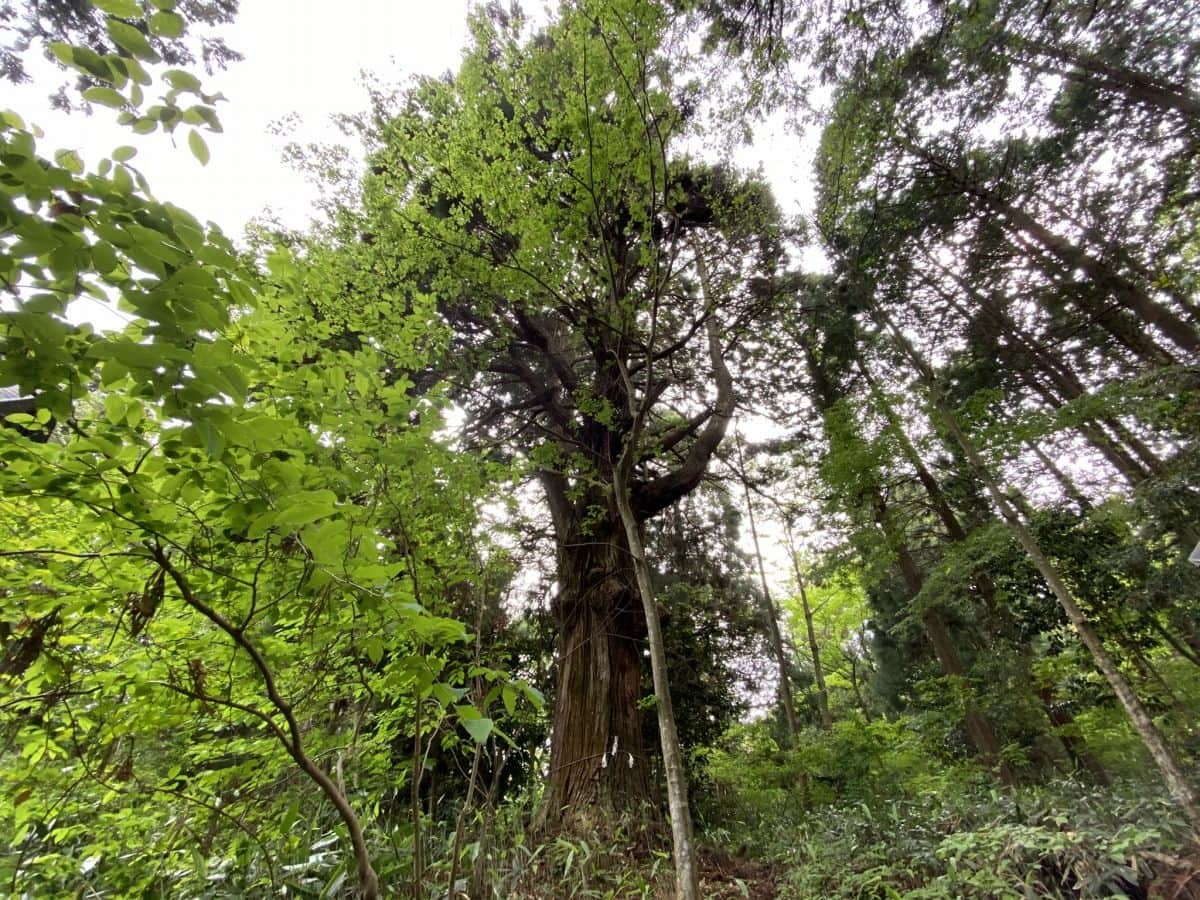 島根県飯南町にある穴場観光スポット『赤穴八幡宮』の大杉